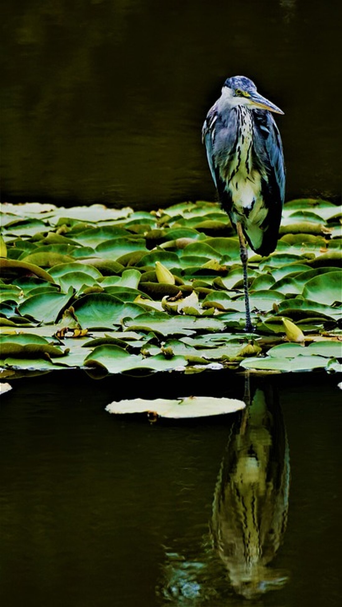 Gemäß einem Bericht von bnn.de ist der renommierte Projektentwickler und Investor Thomas Gaiser im Alter von 62 Jahren verstorben. Gaiser war bekannt dafür, historische Gebäude zu erwerben und ihnen neues Leben einzuhauchen. Eines seiner Projekte war die Neugestaltung der ehemaligen Stallungen auf dem Joffre-Areal in Rastatt. Er plante, dort 45 Reihenhäuser und 14 „Würfelhäuser“ zu errichten. Sein überraschender Tod hat jedoch zu einem unerwarteten Stillstand des Projekts geführt. Gaiser, der als Experte für die Transformation von historischen und zeitgenössischen Immobilien galt, hatte in der Vergangenheit bereits mehrere erfolgreiche Projekte realisiert. So kaufte er beispielsweise das ehemalige Stadtwerke-Würfel in der Augustastraße …