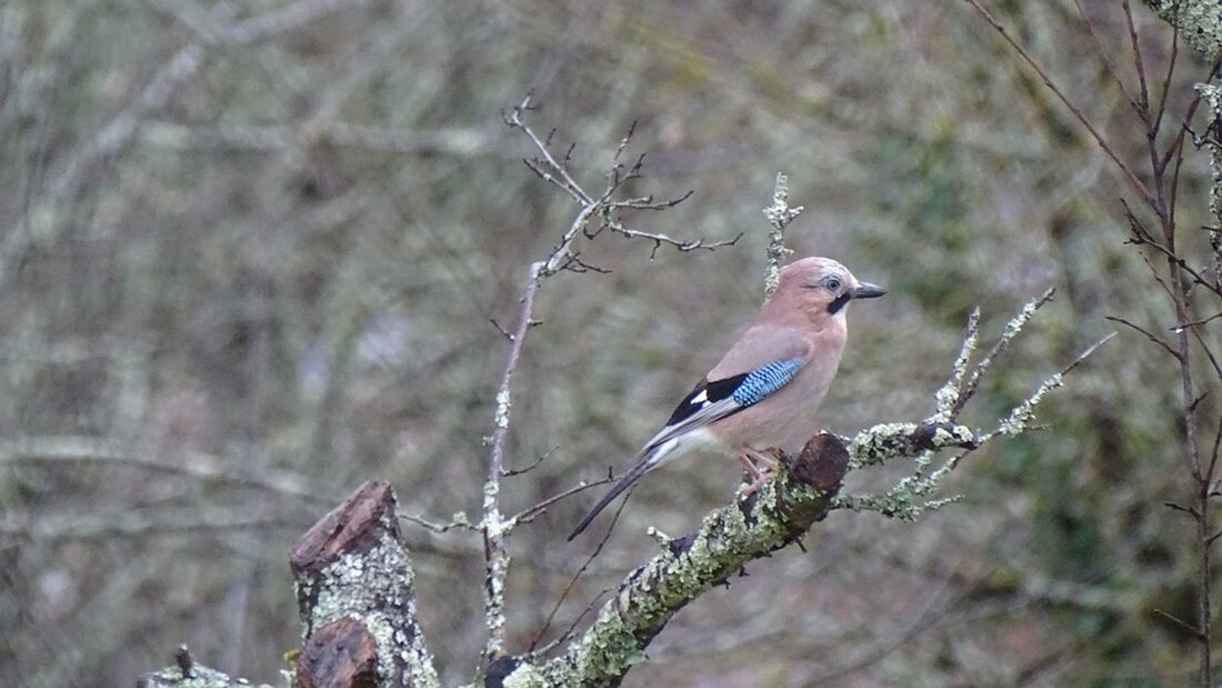 Gemäß einem Bericht von m.ariva.de befindet sich der Kurs der GEA Group-Aktie zur Stunde im Plus, mit einem aktuellen Kurs von 34,10 Euro. Dies entspricht einem Wertanstieg von 0,32 Prozent im Vergleich zum vorherigen Handelstag. Im Vergleich dazu verzeichnet der MDAX ein Minus von 0,23 Prozent und liegt bei 26.154 Punkten. Die GEA Group-Aktie ist noch 47,13 Prozent von ihrem Allzeithoch entfernt. Das Unternehmen GEA Group AG ist ein weltweit agierender Technologiekonzern, der Prozesstechnik und Komponenten für verschiedene Endmärkte entwickelt und vertreibt. Der Schwerpunkt liegt auf den verfahrenstechnischen Grundprozessen Wärme- und Stoffaustausch, wobei mehr als zwei Drittel des Umsatzes aus …