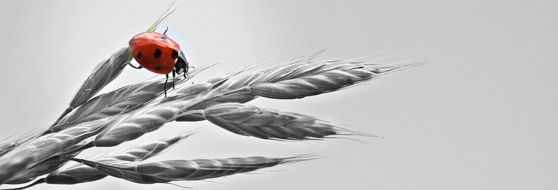 Gemäß einem Bericht von www.finanzen.net, Am Mittwoch verzeichnete der deutsche Aktienmarkt Gewinne, nachdem der DAX zunächst verhalten gestartet war. Der Leitindex erreichte ein neues Zwischenhoch bei 16.208,97 Punkten und stieg zuletzt um 1,09 Prozent auf 16.166,45 Punkte. Zinshoffnungen aus den USA sorgten für Rückenwind an den heimischen Aktienmärkten. Die Aussagen von US-Notenbankdirektor Christopher Waller zur Perspektive von Zinssenkungen brachten Optimismus und stärkten die Erwartungen an eine Wende in der Geldpolitik der Fed. Dies führte zu einem positiven Ausblick für den Markt, der nun mit vier kleinen Zinssenkungen durch die Fed im kommenden Jahr rechnet. Die Inflation in Deutschland schwächte sich …