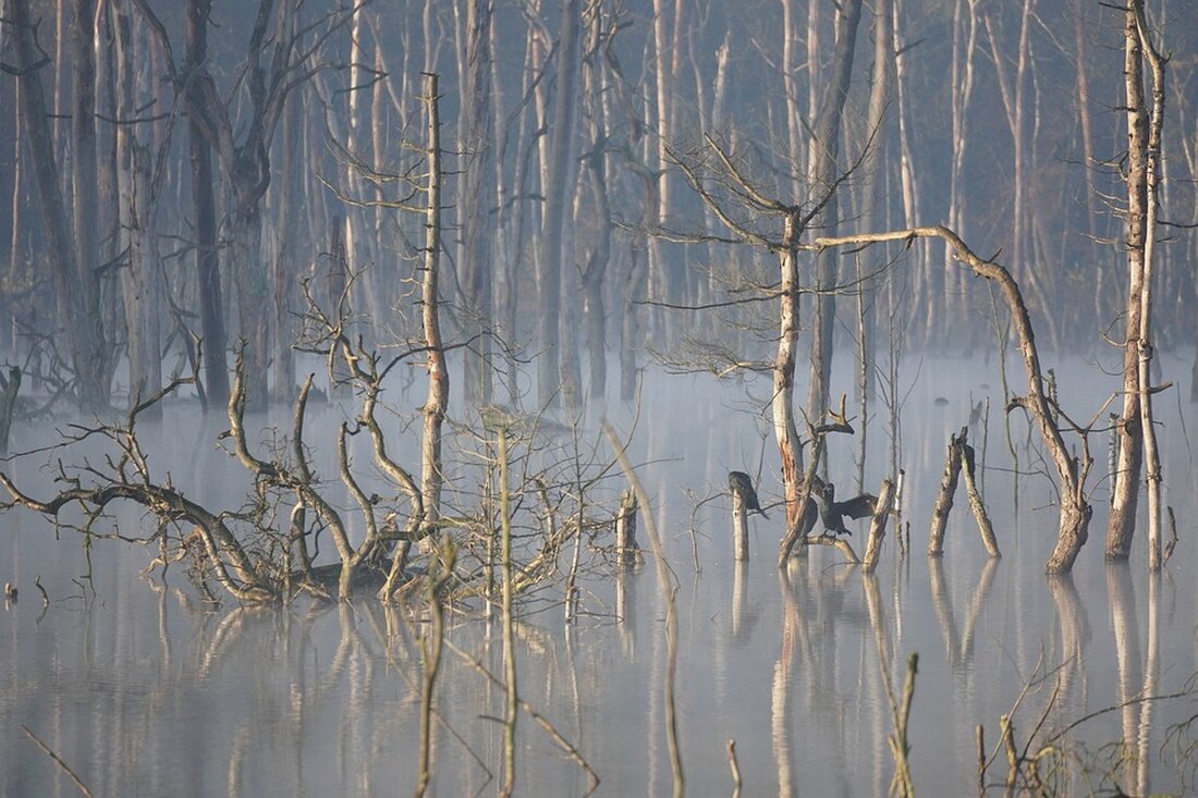 Gemäß einem Bericht von www.waz.de, Das Bieterverfahren für das Karstadt-Gebäude in Bottrop ist abgeschlossen, und der Insolvenzverwalter gibt Einblicke in den weiteren Verlauf des Verfahrens. 15 unverbindliche Angebote wurden für das Karstadt-Haus in Bottrop eingereicht, und die mögliche Übernahme des Gebäudes durch örtliche Investoren ist für die Stadt von großem Interesse. Experten schätzen, dass der Wert des Gebäudes auf etwa 35 Millionen Euro geschätzt wird. Es bleibt jedoch unklar, ob einer der Bieter den Zuschlag erhalten wird. Die Entscheidung hängt von zukünftigen Verhandlungen und den Bedingungen des Verkaufs ab. Die mögliche Übernahme des Gebäudes durch lokale Investoren könnte positive Auswirkungen &hellip;