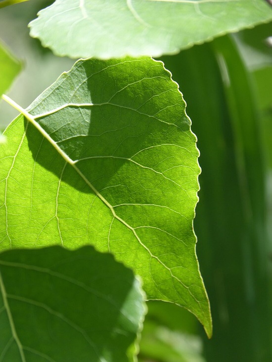 Gemäß einem Bericht von www.tz.de, Die Insolvenz der Signa Holding und ihrer Töchter, darunter Signa Prime und Signa Development, hat massive Auswirkungen auf den Immobilienmarkt in München. Dies betrifft vor allem Top-Häuser in der Innenstadt, die zu Benkos zerbröselndem Imperium gehören. Die Muttergesellschaft und ihre Töchter, die wichtige Immobilien-Sparten darstellen, sind zahlungsunfähig. Dies betrifft Vermögenswerte von 20,4 Milliarden Euro allein bei Signa Prime. Die Insolvenz führt zu Leerständen, Stillstand und verwaisten Baustellen in der Münchner Innenstadt. Dies betrifft bedeutende Gebäude wie das Karstadt-Betonklotz, das Kaut-Bullinger-Haus und die Alte Akademie. Bauruinen in der Fußgängerzone prägen das Stadtbild. Die Insolvenz der Signa &hellip;
