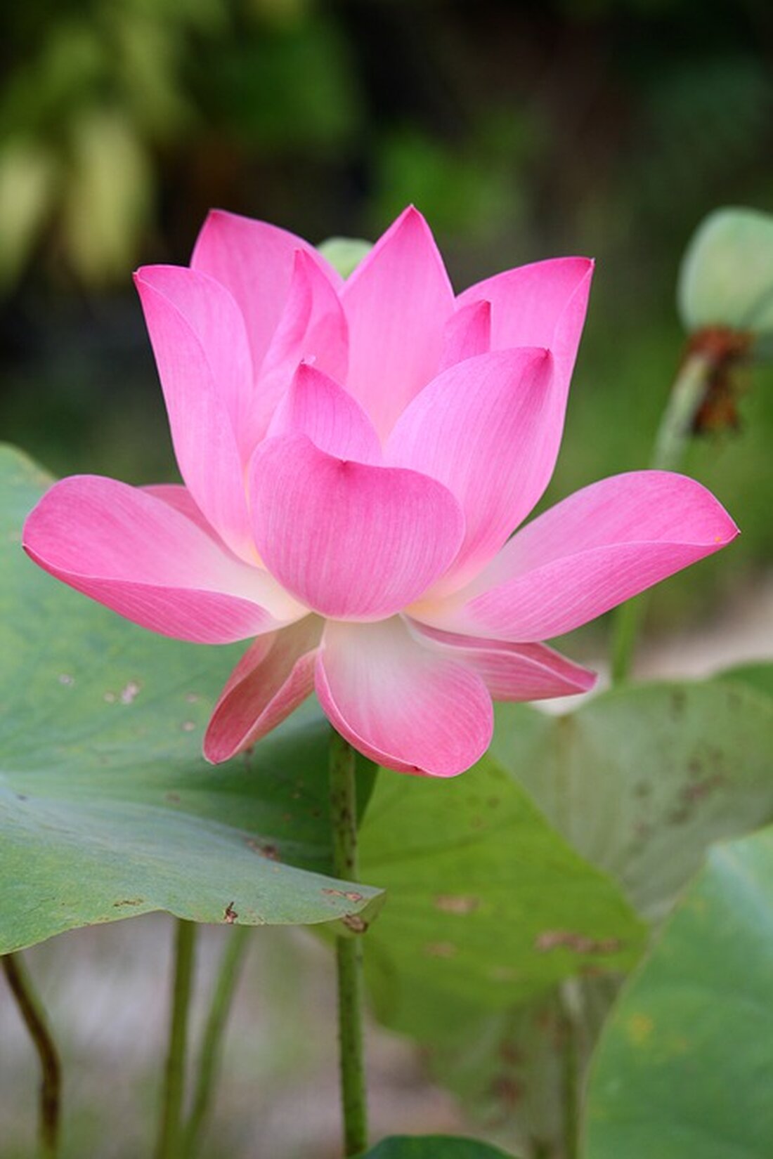 Gemäß einem Bericht von m.ariva.de, bleibt der Kurs der Teleflex-Aktie unverändert und notiert derzeit bei 241,33 US-Dollar. Die Teleflex Inc. ist ein bedeutender Anbieter von medizintechnischen Produkten weltweit. Das Unternehmen hat sich auf die Entwicklung und Produktion von medizinischen Einwegprodukten spezialisiert, die in Krankenhäusern und bei Gesundheitsdienstleistern für diagnostische und therapeutische Verfahren eingesetzt werden. Die Aktie von Teleflex verzeichnet derzeit nur minimale Verluste von 0,29 Prozent und wird mit 241,33 US-Dollar bewertet, während der S&P 500 bei 4.704 Punkten liegt. In Anbetracht dieser Informationen ist festzustellen, dass die Teleflex-Aktie derzeit wenig Bewegung aufweist und sich im Vergleich zum S&P 500 …