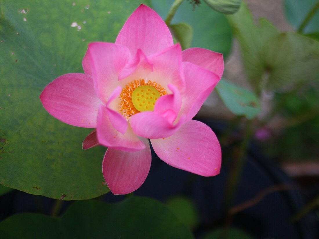 Gemäß einem Bericht von www.boerse-online.de, sind in der letzten Woche die Aktien massiv angestiegen, wobei viele Anleger davon überzeugt sind, dass diese Rallye an der Zinsentscheidung der Notenbank Fed liegt. Allerdings könnte ein ganz anderer Grund dahinterstecken, wie eine Analyse von Michael Kramer von Mott Capital nahelegt. Laut ihm hat der Optionsmarkt aufgrund eines Crashs bei den Zinssätzen der Staatsanleihen einen sogenannten Gamma-Squeeze ausgelöst, wodurch Aktien wesentlich attraktiver wurden. Diese starke Nachfrage führte zu einem Short Squeeze im Markt für Staatsanleihen, was wiederum die Aktienkurse steigen ließ. Diese Entwicklung könnte langfristige Auswirkungen auf den Markt haben. Die Rallye der vergangenen …