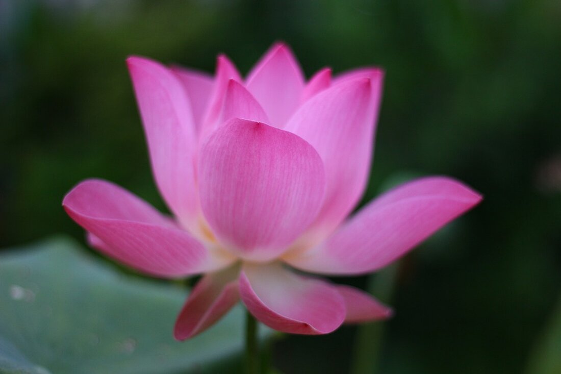 Gemäß einem Bericht von m.ariva.de, Im US-amerikanischen Wertpapierhandel notiert die Caterpillar-Aktie (Caterpillar-Aktie) gegenwärtig ein wenig leichter bei 290,48 US-Dollar. Die Aktie weist zur Stunde einen Kursrückgang von 0,54 Prozent auf und hat gegenüber dem Schlusskurs von gestern 1,58 US-Dollar verloren. Der Dow Jones notiert aktuell bei 37.604 Punkten, was einem Minus von 0,28 Prozent gegenüber der Schlussnotierung vom Vortag entspricht. Das Unternehmen Caterpillar Inc. ist ein US-amerikanischer Hersteller von Motoren und Maschinen, zu dessen Produktspektrum Bau- und Untertagebaumaschinen, Diesel- und Erdgasmotoren sowie Industriegasturbinen und Diesel-Elektro-Lokomotiven zählen. Die aktuelle Kursentwicklung der Caterpillar-Aktie zeigt, dass sie durch den heutigen Kursverlust schlechter dasteht …