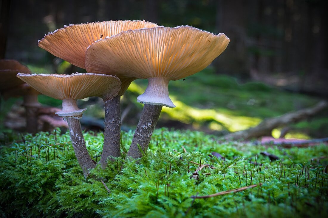 Gemäß einem Bericht von www.faz.net, ist die Mietausfallversicherung eine Versicherungspolice, die Vermietern von Wohnungen eine Zahlung bietet, wenn der Mieter nicht zahlt oder die Wohnung nicht räumt. Diese Art der Versicherung ist in anderen Ländern etabliert, aber in Deutschland noch eine Nische. Die ARAG bietet diese Versicherung zu einer Jahresprämie von 99 Euro für das halbe Jahr oder 120 Euro für das ganze Jahr an. Vermietern in Deutschland wird oft geraten, eine Mietausfallversicherung abzuschließen, um sich gegen den Zahlungsausfall von Mietern abzusichern. Die Mietausfallversicherung kann den Vermieter vor finanziellen Verlusten schützen, wenn der Mieter nicht zahlt oder die Wohnung nicht &hellip;