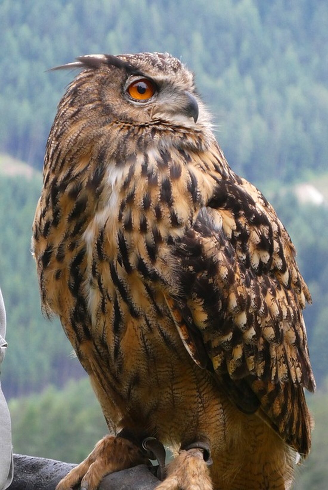 Gemäß einem Bericht von www.finanzen.net, Am deutschen Aktienmarkt gab es am Mittwoch einen Vorzeichenwechsel, als sich der DAX zum Börsenstart noch mit roten Vorzeichen zeigte, jedoch später in die Gewinnzone absetzen konnte und 0,51 Prozent höher bei 15.229,60 Punkten schloss. In der Berichtssaison ging es hoch her, wobei sich insbesondere die Titel der Commerzbank positiv hervorhoben, während die Logistiker DHL Group ihre mittelfristige Prognose senkte und die Deutsche Pfandbriefbank aufgrund der anhaltenden Marktschwäche bei Gewerbeimmobilien ihre Risikovorsorge deutlich aufstockte und ihr diesjähriges Ziel für das Vorsteuerergebnis kürzte. Die Zunahme der Zinssorgen sowie die gesunkenen Ölpreise haben auf den Markt Auswirkungen …