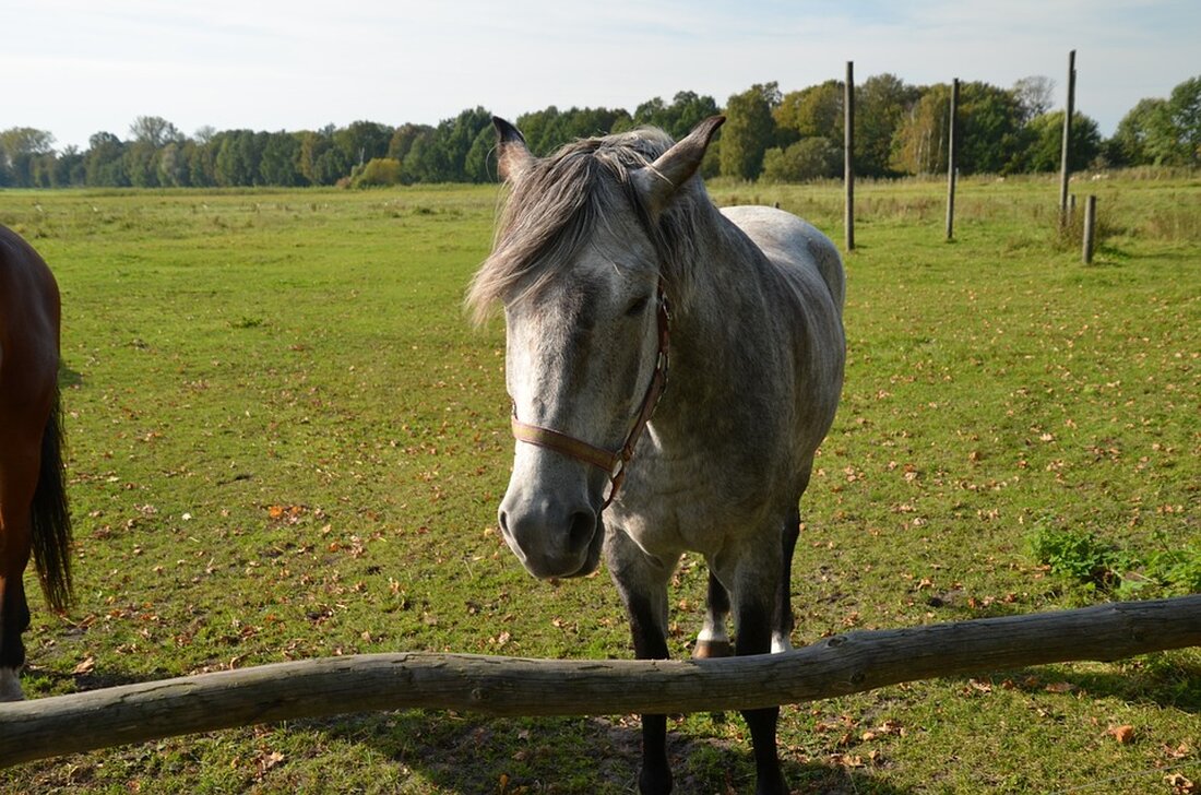 Gemäß einem Bericht von deutsche-wirtschafts-nachrichten.de, Nach Jahren von Energiewende und Klima-Politik steht fest: Deutschland ist wieder der kranke Mann Europas, schreibt Marc Friedrich. Es brauche eine „Agenda 2030“, um das Land wieder fit zu bekommen. Als Finanzexperte analysiere ich die Auswirkungen der energiepolitischen Entscheidungen in Deutschland auf den Markt und die Finanzbranche. Die Energiewende hat dazu geführt, dass Deutschland im internationalen Vergleich hohe Energiekosten hat. Unternehmen in Deutschland sind dadurch weniger wettbewerbsfähig, was sich negativ auf die Wirtschaft auswirkt. Zusätzlich führen die steigenden Energiekosten zu einer Belastung der privaten Haushalte. Dies kann dazu führen, dass Verbraucher weniger Geld für Konsum &hellip;