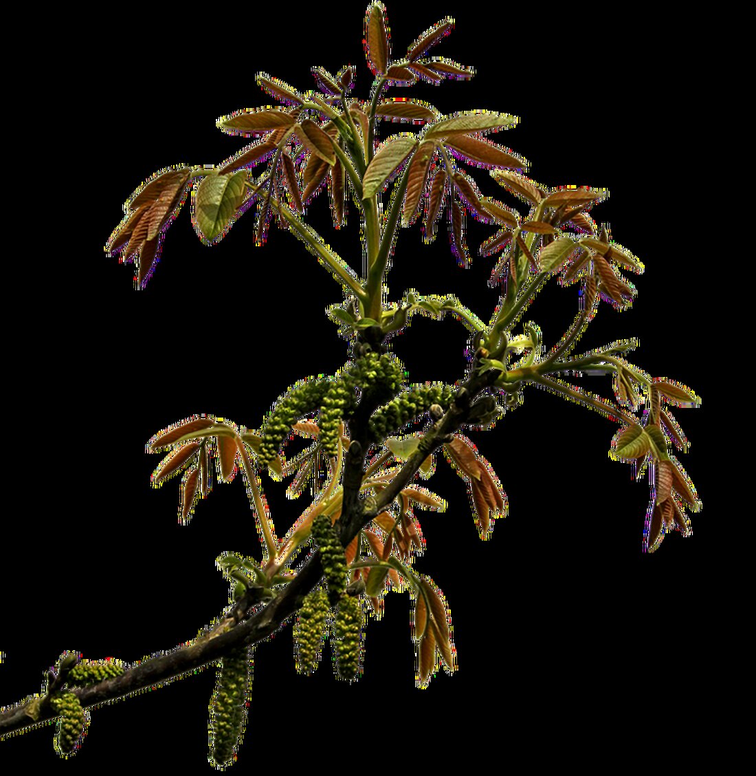 Gemäß einem Bericht von www.wallstreet-online.de, hat die Plug-Power-Aktie am vergangenen Freitag einen zweistelligen Kurssprung verzeichnet, nachdem ein Analyst sein Rating bestärkte. Trotz finanzieller Herausforderungen glauben einige Analysten an ein signifikantes Wachstumspotenzial für die Aktie. Jeff Osborne von Cowen hat seine positive Einschätzung für die Wasserstoff-Aktie bestärkt und ein Kursziel von 15 US-Dollar festgelegt, das liegt mehr als 233 Prozent über dem derzeitigen Niveau. Diese Einschätzung widerspricht anderen Analysten, die nach einem enttäuschenden Quartalsbericht und einer Going-Concern-Warnung eine Herabstufung der Aktie vorgenommen hatten. Als Wirtschaftsexperte analysiere ich die möglichen Auswirkungen dieser Ereignisse. Die positive Einschätzung von Jeff Osborne könnte das Vertrauen &hellip;