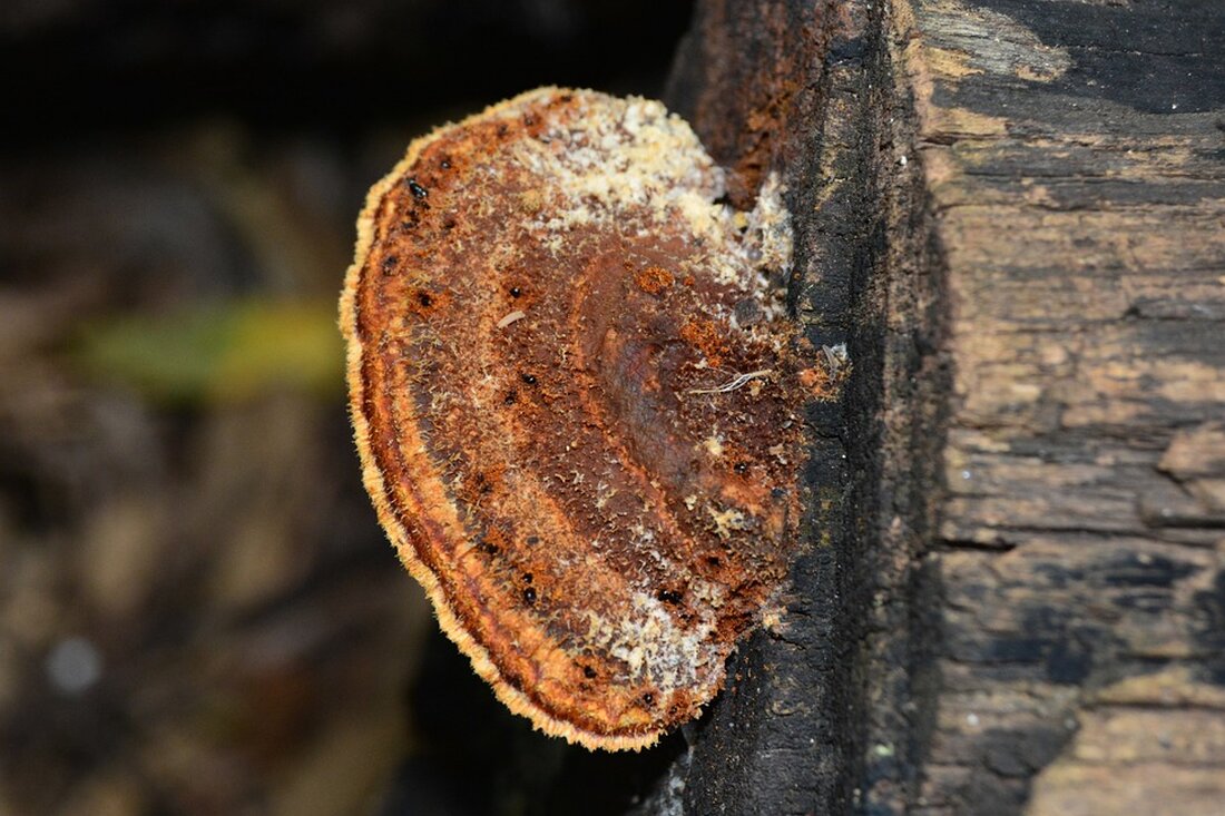 Gemäß einem Bericht von www.n-tv.de, ist Eigenkapital ein entscheidender Faktor für die Baufinanzierung. Es gibt fünf wichtige Punkte, die man über Eigenkapital wissen sollte: die Höhe des Eigenkapitals, was dazu zählt, wie man es liquidieren kann, ob man es wirklich einsetzen muss, und wie man es erhöhen kann. Die meisten Banken erwarten, dass Immobilienkäufer die Kaufnebenkosten komplett mit Eigenkapital finanzieren, was in der Regel zehn bis zwölf Prozent des Kaufpreises ausmacht. Zusätzlich sollten mindestens 20-25% des Kaufpreises als Eigenkapital eingebracht werden, um die besten Konditionen zu erhalten. Eine 100-Prozent-Finanzierung hat einen höheren Sollzins als eine 70- oder 80-Prozent-Finanzierung, was die …