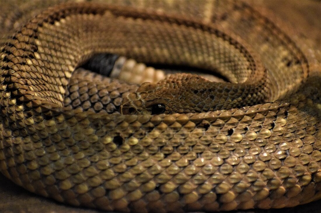 Gemäß einem Bericht von www.n-tv.de, hat der Chef des Bauernverbandes, Joachim Rukwied, die Rücknahme der Subventionskürzungen für Landwirte abgelehnt und befürchtet ein „Sterben auf Raten“ der Landwirtschaft. Die Preise seien massiv gefallen, die Energiepreise gestiegen und die geplanten Kürzungen würden zu einem Einbruch der Einkünfte bei den Landwirten um mindestens ein Drittel führen. Die Bauern protestieren bundesweit gegen diese Maßnahmen. Aus finanztechnischer Sicht ist es wichtig, die Auswirkungen dieser Proteste und der geplanten Subventionskürzungen auf den Markt und die Finanzbranche zu analysieren. Die massiven Preissenkungen bei Milch, Getreide und Fleisch sowie die Kürzungen der Subventionen werden unweigerlich zu geringeren Einkommen …