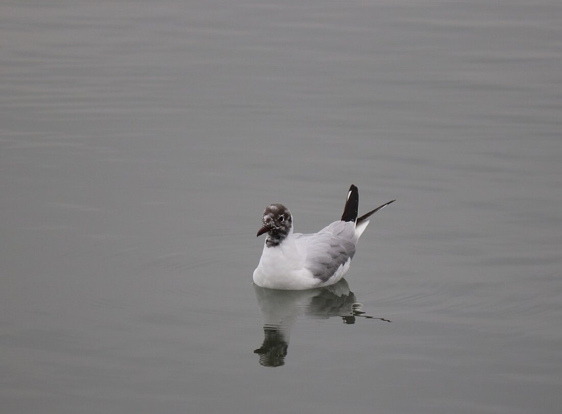 Gemäß einem Bericht von www.presseportal.de, Steigende Zinsen führen oft unbemerkt zu Kapitalerträgen, die versteuert werden. Sparer sollten deshalb zum Jahresende ihre Freistellungsaufträge prüfen und gegebenenfalls anpassen. Die Zeiten von Null- und Niedrigzinsen sind zum Glück vorbei, denn steigende Zinsen ermöglichen es Anlegern, von höheren Renditen zu profitieren. Allerdings bleibt zu beachten, dass Kapitalerträge bei Alleinstehenden nur bis zu 1.000 Euro pro Jahr steuerfrei sind (bei zusammenveranlagten Ehepaaren: 2.000 Euro). Dieser Freibetrag wird durch einen sogenannten Freistellungsauftrag geltend gemacht. Bei einem Zins von zwei Prozent bleiben bei einem Alleinstehenden Kapitalanlagen bis 50.000 Euro steuerfrei, bei drei Prozent 33.333 Euro und bei …