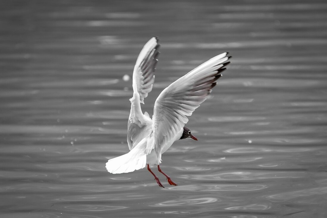 Aktien aus der Immobilien-Branche erleben am Dienstag einen starken Anstieg auf dem deutschen Börsenparkett. Unternehmen wie Vonovia, Aroundtown und Co verzeichnen zur Mittagszeit Gewinne zwischen drei und acht Prozent. Dies wird durch die schwindenden Zinssorgen im Euroraum und technische Kaufsignale begünstigt. Die niedriger als erwartete Inflation stärkt zudem die Hoffnung auf eine lockerere Zinspolitik der EZB, was sich positiv auf die Immobilienkonzerne auswirkt. Höhere Zinsen würden die Refinanzierungskosten der Unternehmen erhöhen und die zukünftigen Gewinne stärker diskontieren. Bei einigen Unternehmen wurden zudem kürzlich technische Kaufsignale generiert, wie das Überschreiten der 50-Tage-Linie bei TAG Immobilien oder der Rückeroberung der 200-Tage-Linie durch &hellip;