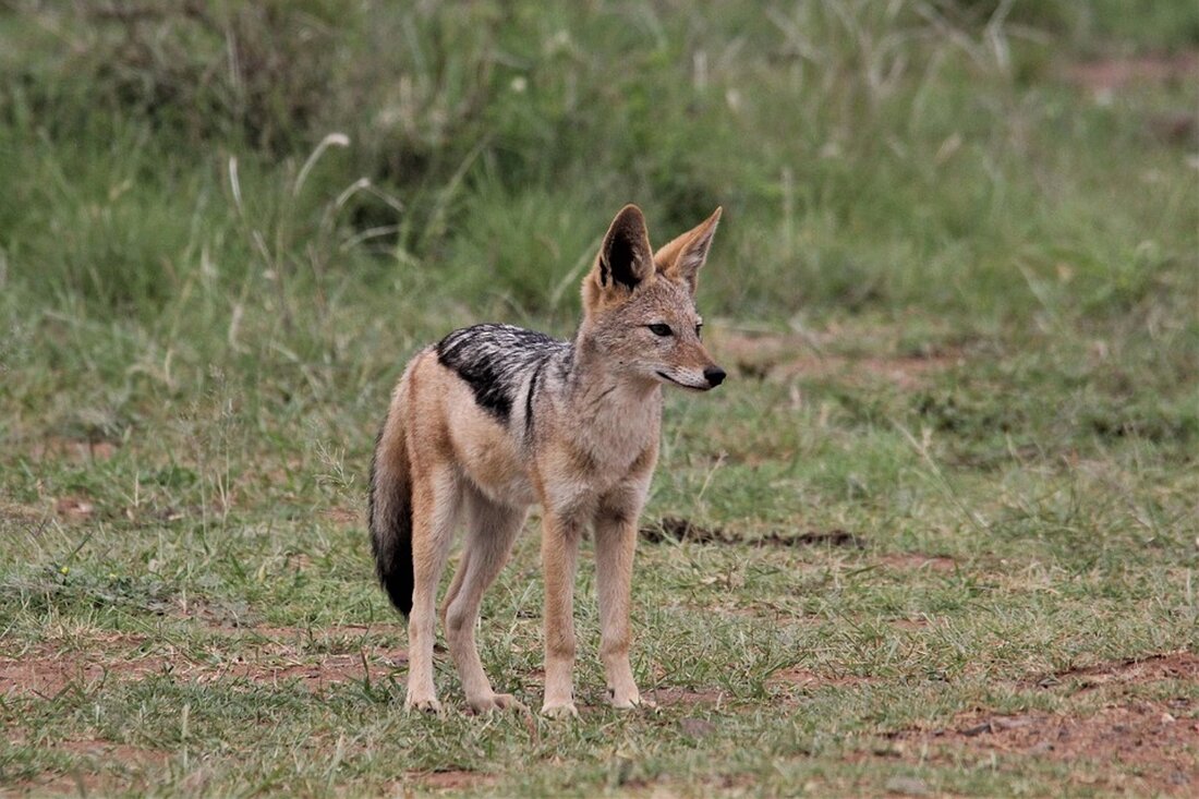 Gemäß einem Bericht von www.tz.de, Das Immobilien-Marketing ist ein stetig wachsender und sich wandelnder Markt, der auf innovative Weise angesprochen werden muss, um die steigenden Bedürfnisse zu erfüllen. In einem aktuellen Artikel wird von einer Grafingerin berichtet, die auf unkonventionelle Weise eine Wohnung sucht, indem sie sich mit ihrem Auto und ihrer Hündin Sina in den Kofferraum setzt und durch Schilder auf ihre Notlage aufmerksam macht. Die Nachfrage nach Wohnraum in der Region Grafing ist hoch, was zu steigenden Immobilienpreisen und knappem Angebot führt. Diese ungewöhnliche Form der Wohnungssuche verdeutlicht die Schwierigkeiten, mit denen viele Familien konfrontiert sind. Die traditionellen &hellip;