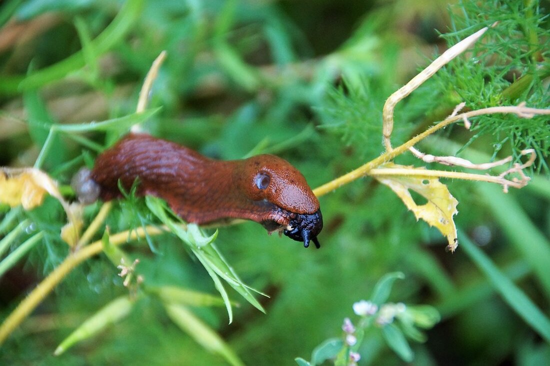 Gemäß einem Bericht von www.wallstreet-online.de, werden vor den anstehenden Gewinnmeldungen von GameStop am 6. Dezember verstärkt Call-Optionen auf das Unternehmen gehandelt. Besonders interessant sind dabei Optionen mit Ausübungspreisen, die über dem aktuellen Aktienkurs liegen, was auf eine erwartete starke Kurssteigerung hindeutet. Insbesondere die am 8. Dezember auslaufenden Call-Optionen mit Ausübungspreisen von 20, 22 und 22,50 US-Dollar sind bei Anlegern beliebt. Um profitabel zu sein, müsste die GameStop-Aktie um mindestens 40 Prozent zulegen. Die gestiegene Nachfrage nach Call-Optionen mit hohen Ausübungspreisen lässt auf eine hohe Erwartung an die Gewinnmeldungen von GameStop schließen. Sollten die tatsächlichen Gewinne die Erwartungen übertreffen, könnte dies …