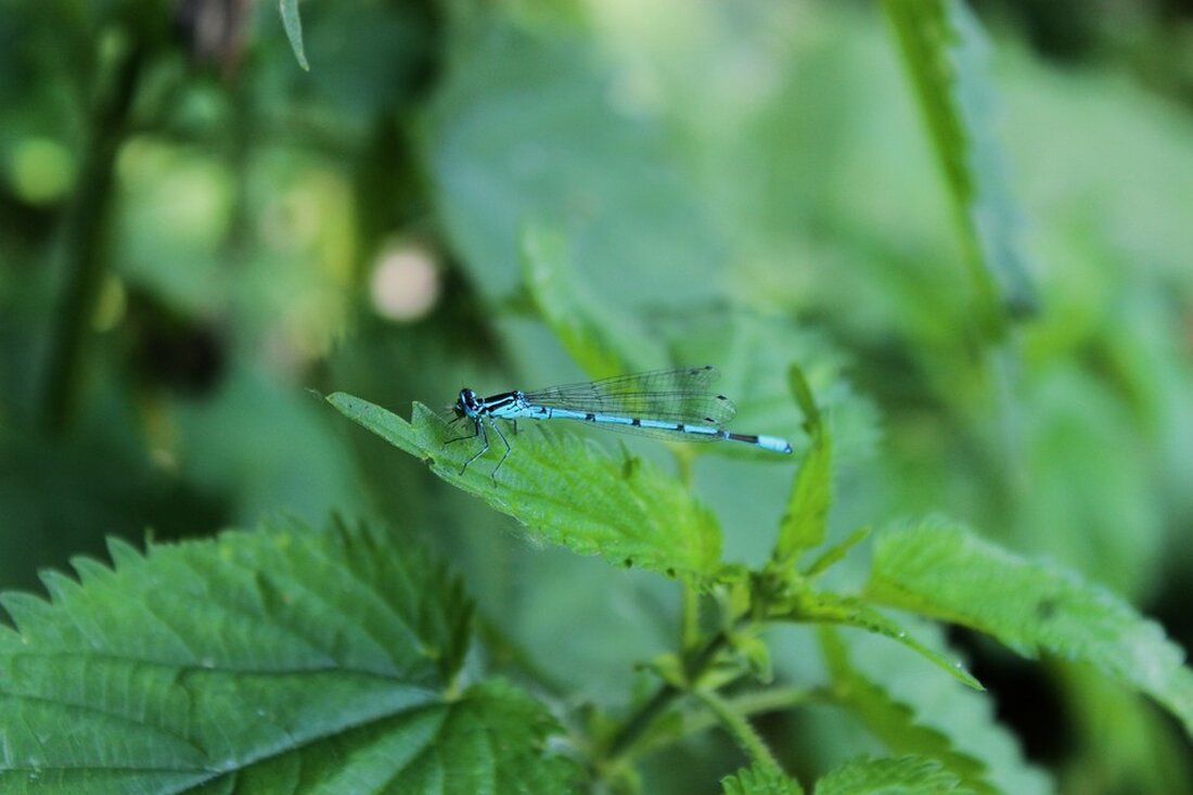 According to a report by Handelsblatt, the real estate market in Sweden is predicted to experience a significant increase in property prices in the coming years. Experts believe that the demand for homes in Sweden will continue to rise, driven by factors such as population growth, low interest rates, and strong economic fundamentals. This trend is expected to create opportunities for both local and international investors looking to enter the Swedish real estate market. As an expert in the real estate market, I can confirm that the projected increase in property prices in Sweden is likely to have a number …