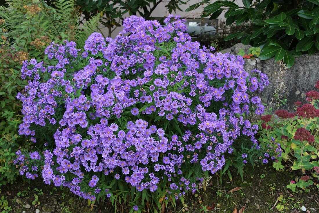 Gemäß einem Bericht von www.hessenschau.de, Die Selbsternannten Schmerzexperten Liebscher und Bracht haben in ihren Büchern und Online-Auftritten vielversprechende Heilmethoden gegen Schmerzen beworben. Kritiker behaupten jedoch, dass ihre Methoden irreführend seien und das Unternehmen wurde mehrfach von der Verbraucherzentrale abgemahnt. Trotzdem hat das Unternehmen immer noch Millionen von Followern auf Social-Media-Plattformen und einen florierenden Webshop. Die Verbraucherzentrale hat kürzlich erneut eine Abmahnung ausgesprochen, da auch die App von Liebscher und Bracht unzulässige Gesundheitsversprechen bewirbt. Die Methoden von Liebscher und Bracht wurden von Experten der Orthopädie und Physiotherapie als wissenschaftlich nicht haltbar erklärt. Die Kritiker behaupten, dass Studienergebnisse nicht transparent und unabhängig &hellip;