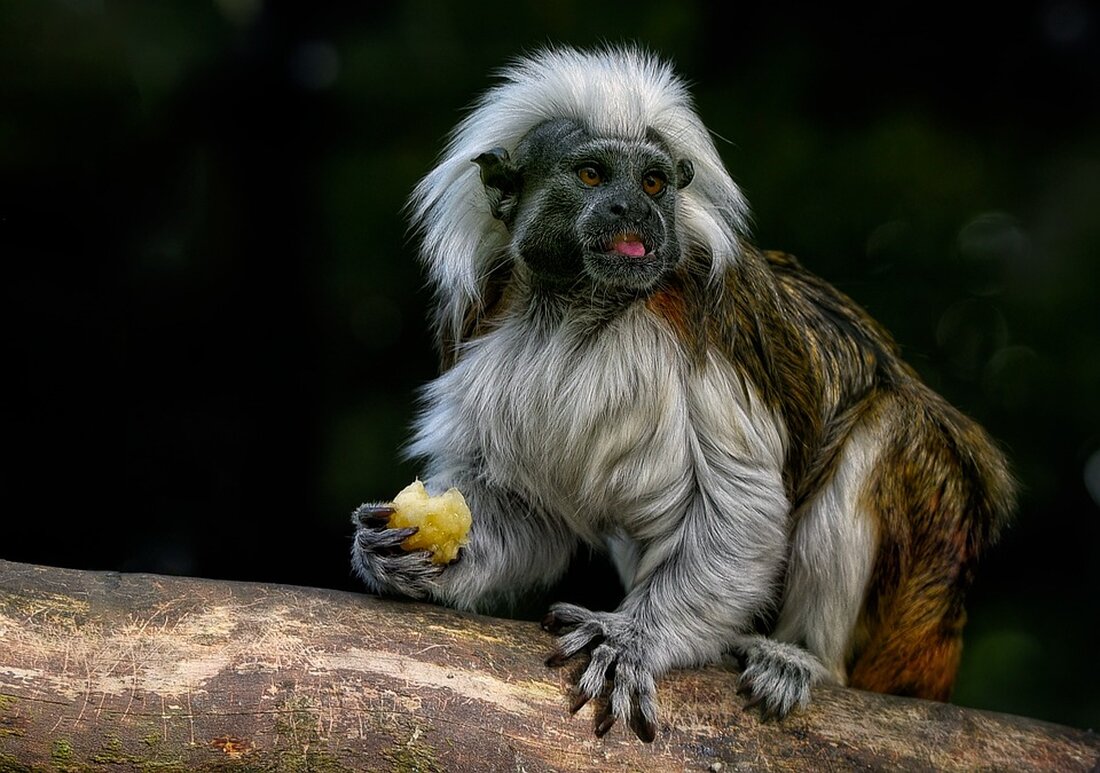 Gemäß einem Bericht von www.faz.net, beschäftigt sich der Artikel mit den scheinbar widersprüchlichen Phänomenen an den Aktienmärkten. Obwohl die Weltwirtschaft schwächelt, verzeichnen die Börsen in Frankfurt und New York regelmäßig neue Rekorde. Die Frage lautet also: Wie ist das möglich? Die Antwort darauf liegt in zwei Hauptgründen. Erstens spielt die Krux mit den Nominalwerten eine entscheidende Rolle. Obwohl die deutsche Wirtschaft real, also nach Abzug der Inflation, leicht geschrumpft ist und Europa stagniert, verfügen Unternehmen nominal über mehr Kapital. Allerdings ist dieses aufgrund der Inflation weniger wert. An der Börse hingegen werden die Nominalwerte betrachtet. Die Rekordgewinne der Unternehmen beruhen …