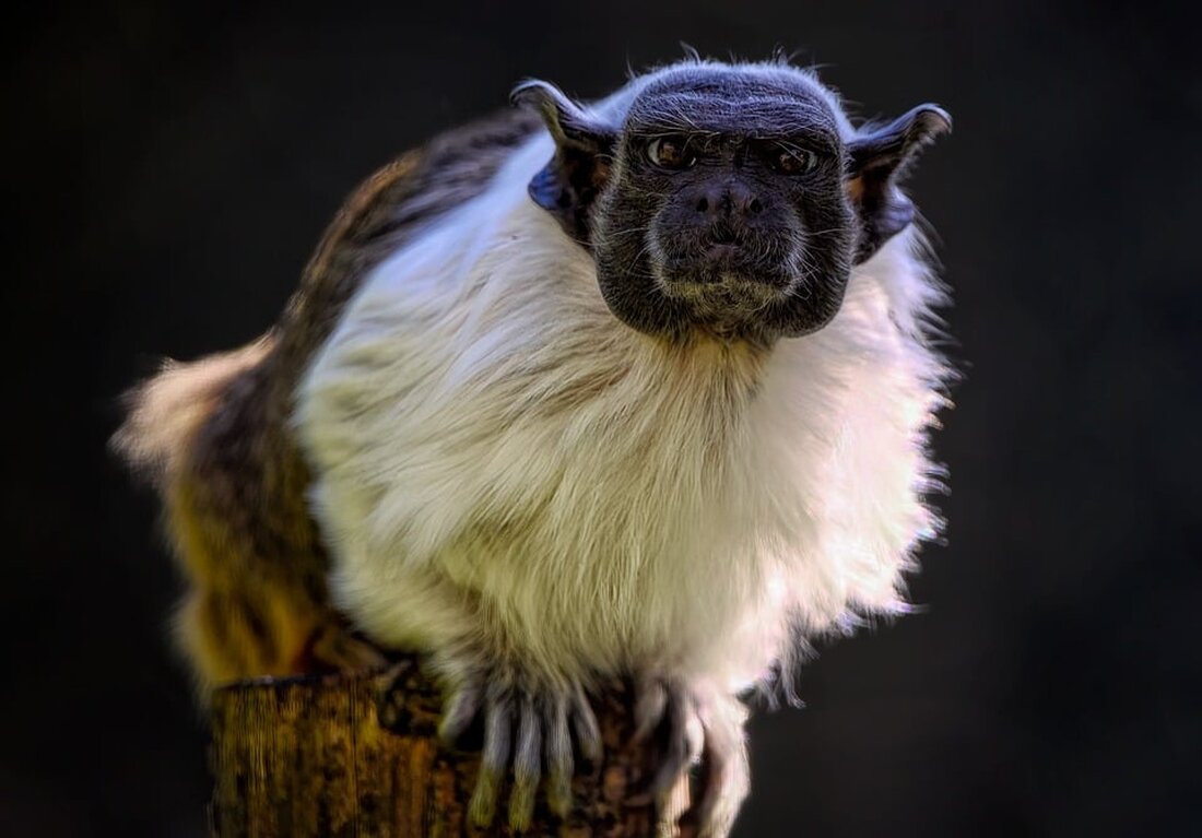 Gemäß einem Bericht von Ruhr Nachrichten, hat die Stadt Lünen Anfang des Jahres einen neuen Mietspiegel herausgegeben. Der Mietspiegel gibt Auskunft darüber, wie hoch die aufgeführten Mieten sein sollten und welche Abweichungen von der Mietwerttabelle möglich sind. Außerdem zeigt er, ob aktuelle Wohnungsangebote in Lünen innerhalb des Mietspiegels liegen und wie Mieter und Vermieter einen individuell angemessenen Mietpreis berechnen können. Die Veröffentlichung eines neuen Mietspiegels hat in der Regel Auswirkungen auf den Immobilienmarkt. Mit den neuen Zahlen können Vermieter und Mieter nun besser einschätzen, wie hoch die Mieten für Wohnungen in Lünen sein sollten. Dies kann dazu führen, dass Vermieter …