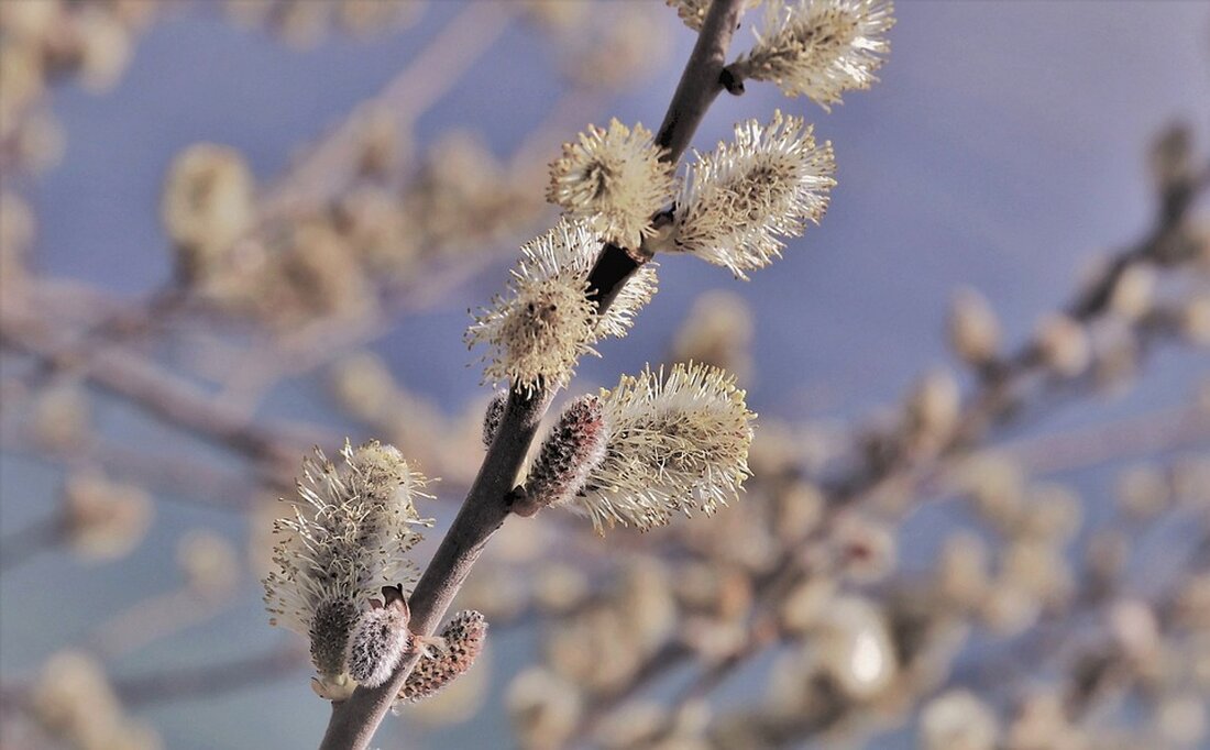 Gemäß einem Bericht von www.private-banking-magazin.de, wird Yves Meyer-Bülow, Leiter Infrastruktur bei Allianz Capital Partners, das Unternehmen nach über 16 Jahren in Kürze verlassen. Seine Nachfolge konnte bereits intern mit Maria Aguilar-Wittmann und Tilman Müller neu besetzt werden. Langjährige Allianz-Mitarbeiter folgen auf Meyer-Bülow Yves Meyer-Bülow kam 2008 zu Allianz Capital Partners, nachdem er neun Jahre in leitenden Positionen bei der US-Großbank Goldman Sachs tätig war. Aguilar-Wittmann ist seit 2017 bei der Allianz und hatte zuvor verantwortungsvolle Positionen bei der Investorengruppe EQT Partners und dem Unternehmensberater Bain & Company inne. Müller ist seit 2018 im Bereich Infrastruktur für die Allianz tätig. Zuvor …