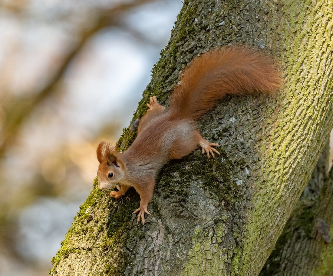 Gemäß einem Bericht von www.tagesschau.de, In Deutschland sind im Jahr 2022 etwa 600.000 Menschen vorübergehend wohnungslos gewesen, was einem Anstieg von 58 Prozent im Vergleich zum Vorjahr entspricht. Besonders auffällig war der Anstieg bei wohnungslosen Menschen ohne deutschen Pass. Die Hauptgründe für die Wohnungslosigkeit sind inländische Kündigungen, Miet- und Energieschulden, Konflikte im Wohnumfeld sowie Trennungen und Scheidungen. Diese steigende Zahl von wohnungslosen Menschen in Deutschland hat möglicherweise Auswirkungen auf den Immobilienmarkt und die Finanzbranche. Mit einem Anstieg der Nachfrage nach Sozialwohnungen und bezahlbarem Wohnraum könnten Immobilieninvestoren und Entwickler Chancen für neue Projekte und Investitionen in diesem Bereich sehen. Gleichzeitig könnten …