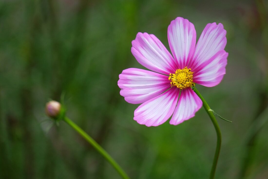 Gemäß einem Bericht von www.express.de, wird vor gefälschten Rezensionen in Online-Shops durch künstliche Intelligenzen gewarnt. Die US-Verbraucherschutzbehörde FTC warnt bereits vor der betrügerischen Nutzung von generativer KI, um gefälschte Profile und gefälschte Kundenrezensionen zu erstellen. Diese Warnung wurde von Michaela Schröder vom Verbraucherzentrale Bundesverband (vzbv) bestätigt. Die Fälschung von Rezensionen durch künstliche Intelligenzen stellt ein ernstzunehmendes Problem dar, da sie kaum von von echten Menschen verfassten Bewertungen zu unterscheiden sind. Viele Plattformbetreiber verwenden zwar Software, um nach auffälligen Sprachmustern in Kundenrezensionen zu suchen, die auf eine Fälschung hinweisen, aber bei ChatGPT und anderen KI-Programmen könnte diese Mustererkennung möglicherweise nicht funktionieren. &hellip;