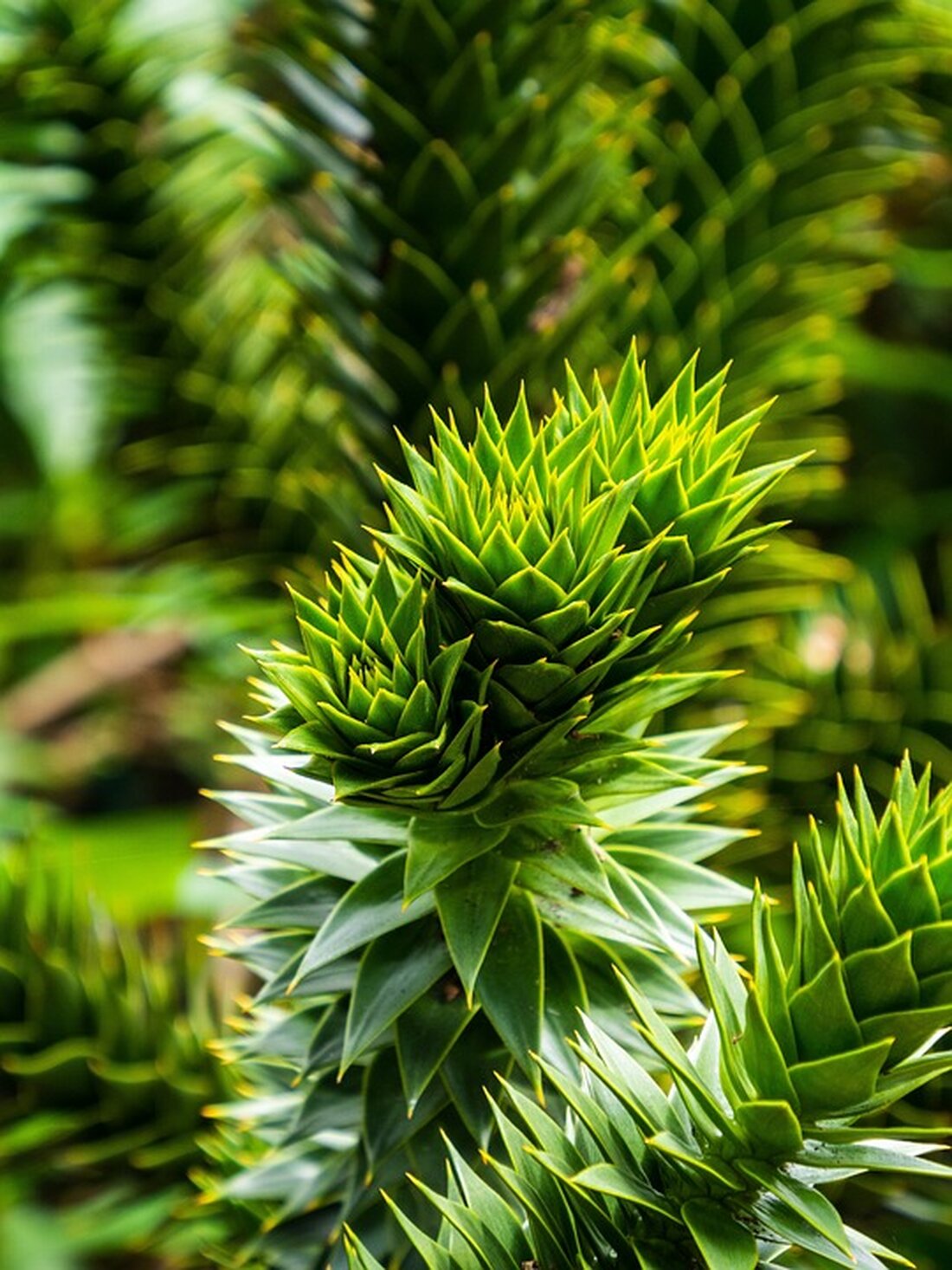 Gemäß einem Bericht von www.tz.de, ist es wichtig, sich regelmäßig mit dem Thema Rente zu befassen, insbesondere die Jahresmeldung. Sie ist entscheidend, da sie die Grundlage für die spätere Rente darstellt. Die Daten in der Jahresmeldung werden von Arbeitgebern an die Deutsche Rentenversicherung übermittelt und sollten daher sorgfältig geprüft werden, um falsche Angaben zu vermeiden, die sich negativ auf die Rentenhöhe auswirken könnten. Es ist ratsam, die Jahresmeldung auf Richtigkeit zu überprüfen und mögliche Ungereimtheiten zu korrigieren, indem man sich an den Arbeitgeber oder die Krankenkasse wendet. Zudem empfiehlt die Rentenversicherung, die Jahresmeldungen gut aufzubewahren, da sie als Nachweis über …