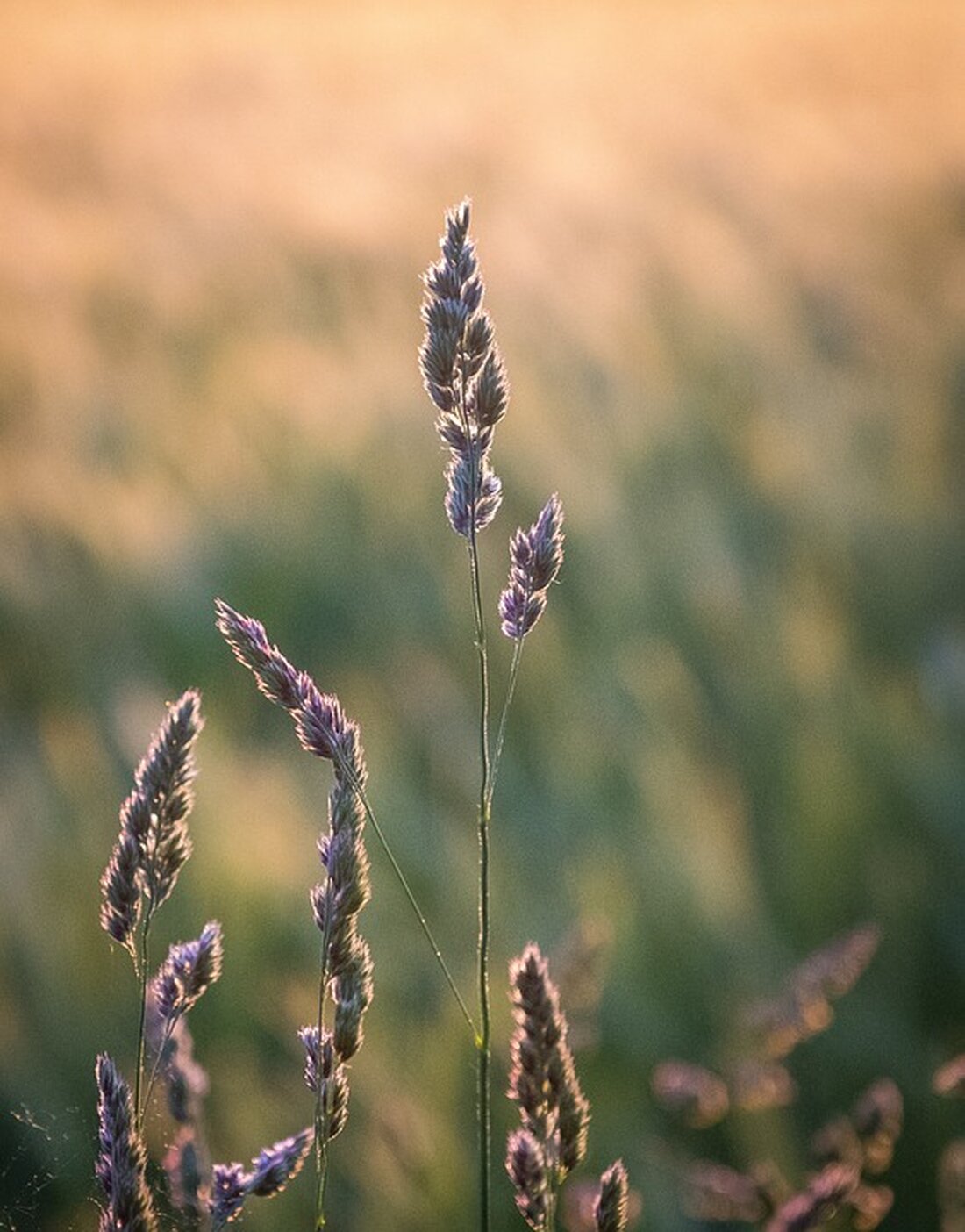 Gemäß einem Bericht von www.bild.de, stehen Gastwirte wie Giovanni Curia und Ronald Scheil vor einer harten Realität: Die Mehrwertsteuer für Speisen und Getränke wurde von 7 Prozent auf 19 Prozent erhöht. Diese drastische Veränderung zwingt die Gastronomen dazu, ihre Preise deutlich anzuheben. Giovanni Curia erwartet einen Umsatzrückgang von etwa 30 Prozent und muss seine Preise für Spezialitäten wie gegrillte Scampi oder Seezunge um mehrere Euro anheben. Auch Ronald Scheil kalkuliert vor, dass seine Rinderroulade mit Thüringer Klößen und Rotkohl nun 22,30 Euro kosten würde, statt zuvor 19,90 Euro. Als Finanzexperte analysiere ich, dass diese Preiserhöhungen einen erheblichen Einfluss auf den …