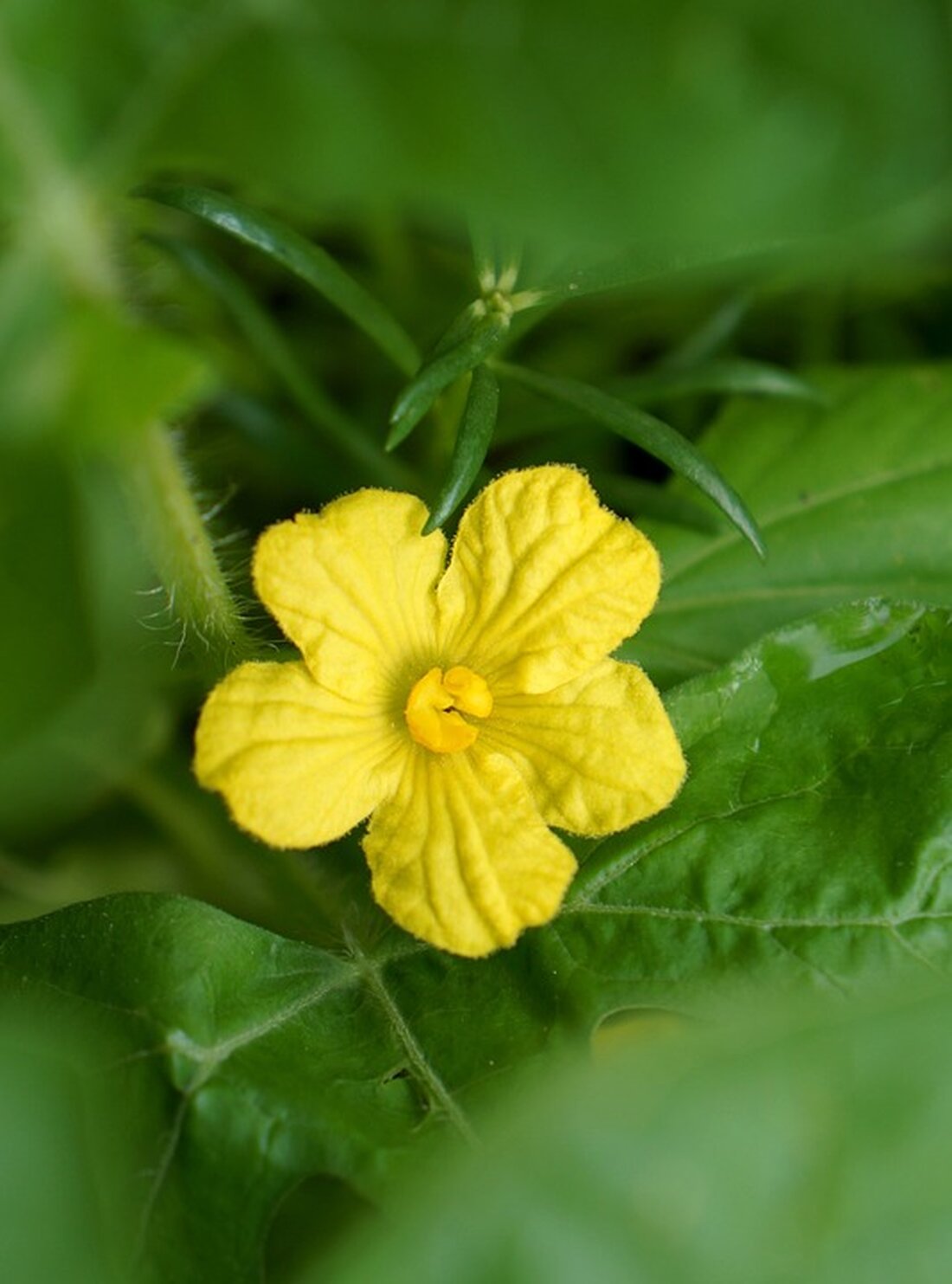 Gemäß einem Bericht von www.welt.de, ist ein breiter Konsens darüber erreicht worden, dass die Unternehmenssteuern in Deutschland gesenkt werden müssen, um die Wettbewerbsfähigkeit des Landes zu stärken. Sowohl Christian Lindner als auch Robert Habeck sind sich einig, dass dieser Schritt notwendig ist. Die große Herausforderung besteht nun darin, die Milliarden aufzutreiben, die für diese Steuerreform benötigt werden. In Anbetracht der geplanten Senkung der Unternehmenssteuern in Deutschland könnte dies positive Auswirkungen auf den Arbeitsmarkt und die Wirtschaft haben. Unternehmen könnten mehr investieren und Arbeitsplätze schaffen, was wiederum zu einer Steigerung des Bruttoinlandsprodukts führen könnte. Allerdings besteht auch das Risiko, dass die …