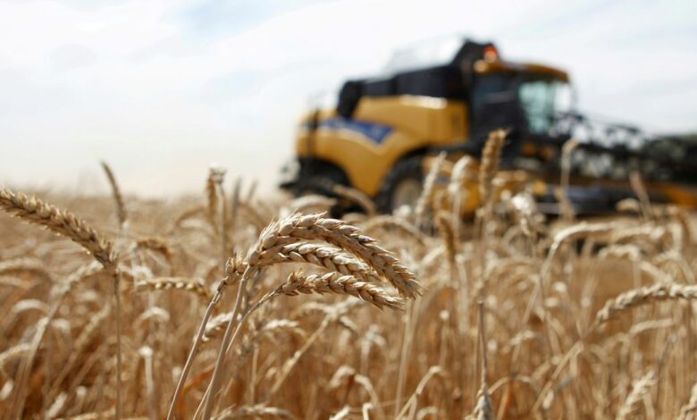 A combine harvests wheat in a field in the settlement of Vinodelnensky in the Stavropol region