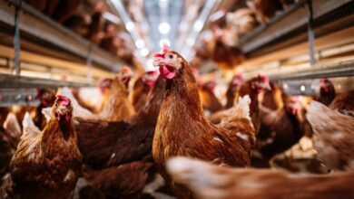 Die Amerikaner kaufen lebende Hühner unter Stress wegen der Inflation der Eierpreise und lassen die Brütereien knapp an Angeboten für Restaurants