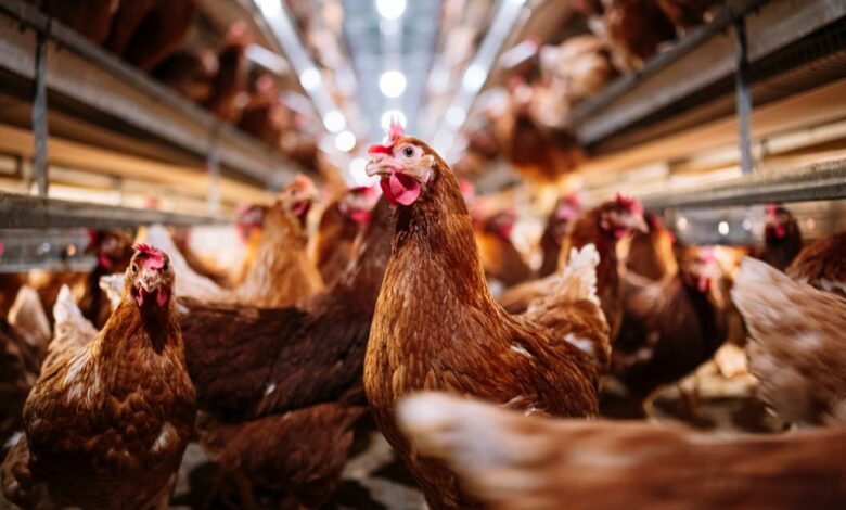 Die Amerikaner kaufen lebende Hühner unter Stress wegen der Inflation der Eierpreise und lassen die Brütereien knapp an Angeboten für Restaurants