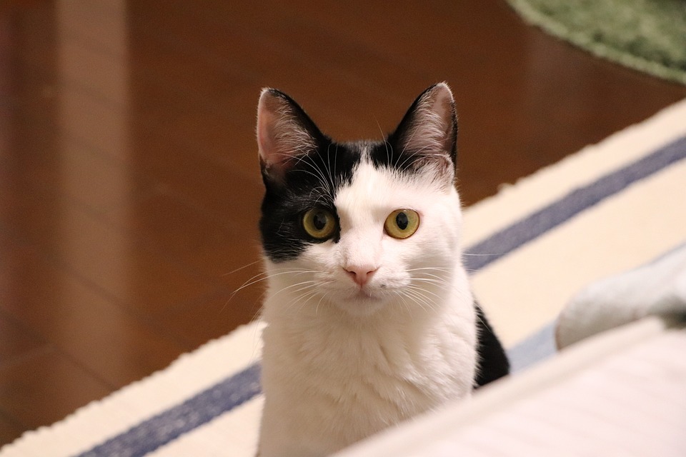 ADHS: Ursachen, Symptome und Behandlung – Was ist ADHS und wie kann es diagnostiziert werden?