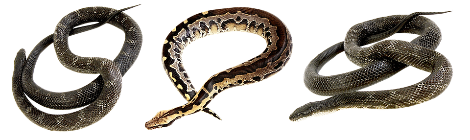 Bastard erklärt: Die Bedeutung und Herkunft des Begriffs