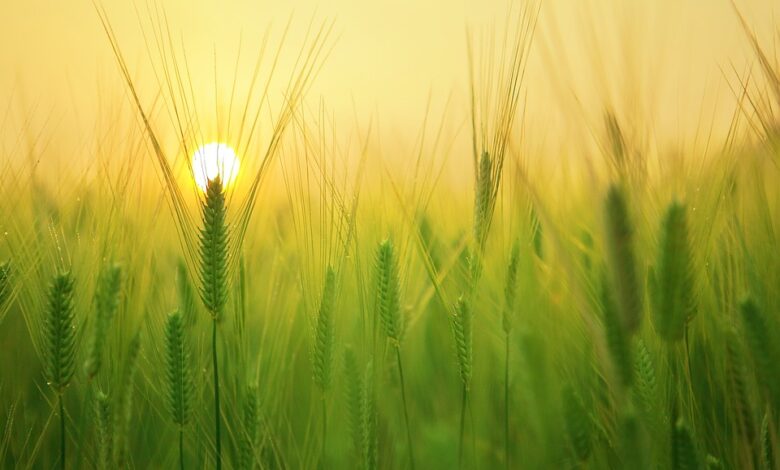 Landwirtschaft und ihre wirtschaftliche Bedeutung