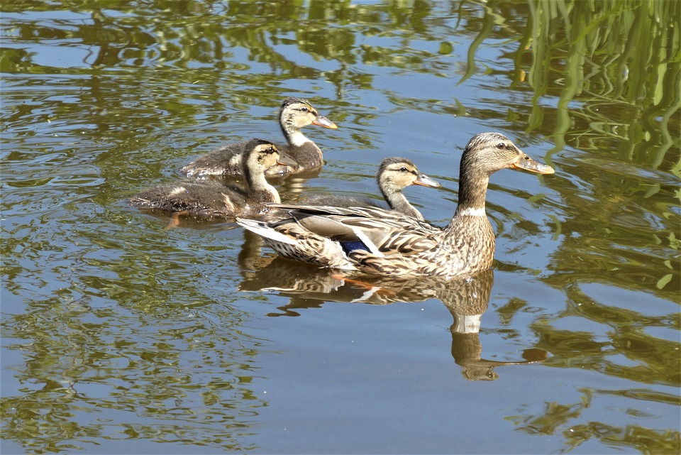 Präsens erklärt: Das Wesentliche zum gegenwärtigen Verbzeitform