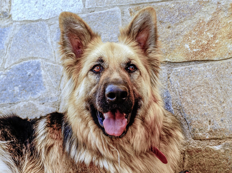 Deutsche Baukrise: Folgen für die EU-Wirtschaft und mögliche Lösungsansätze