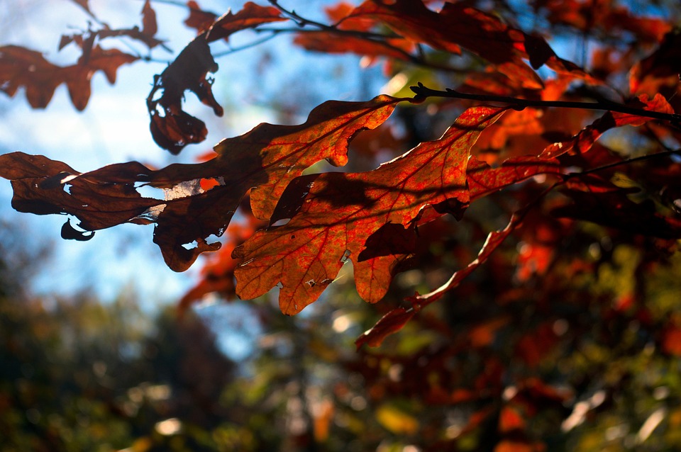 Wintershall DEA verzeichnet im dritten Quartal niedrigere Gaspreise und plant Kostensparprogramm.