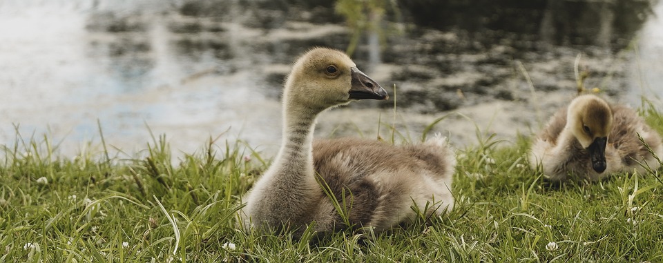 Verbraucherzentrale bietet neues Online-Tool bei Problemen mit Post- und Paketdiensten – Finanzexperte informiert