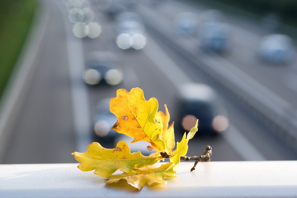 Blue-Chip-Aktien auf Überholspur: SAP und Microsoft profitieren von digitaler Transformation.