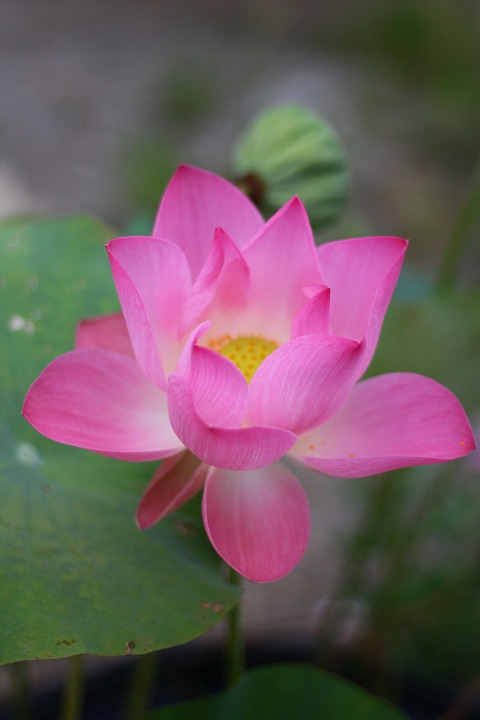 Rentenerhöhung 2024 – Was bedeutet das für die finanzielle Situation der Rentner? Eine Analyse von Marcel Reich