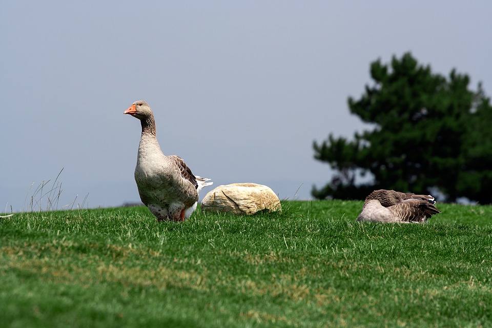 Nvidia-Aktie: Lohnt sich jetzt der Einstieg noch? Analysten sind optimistisch für die Zukunft des KI-Giganten.