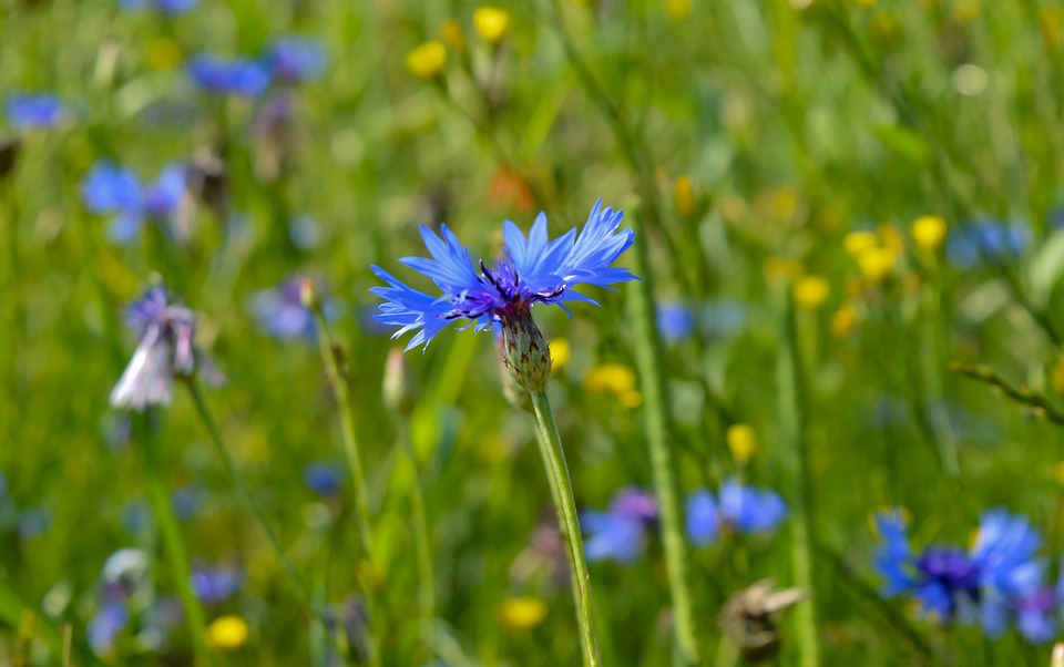 Deutschland im ökonomischen „Klassenkampf ums Klima“ – Auswirkungen auf die Aktienmärkte und Finanzfiasko in Italien