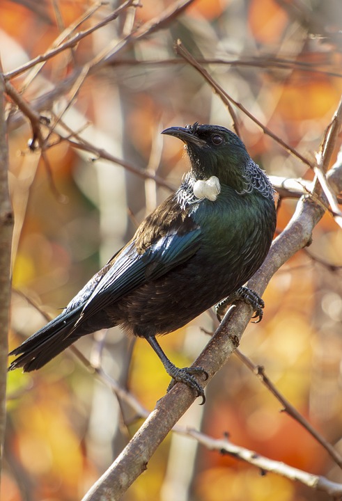 TUI Aktien: Analysten zeigen gemischte Perspektiven – Finanzexperten bewerten die Lage