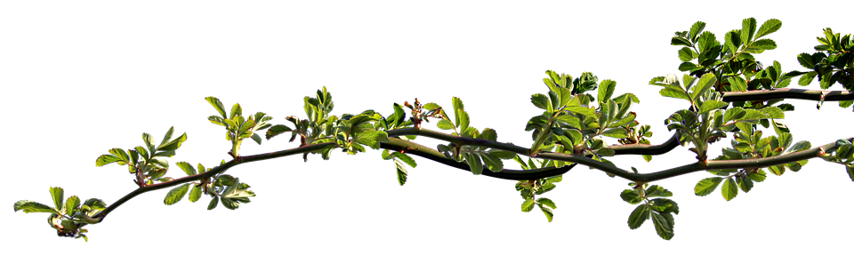 Plug Power: Kursgewinn um 12,6 % – Anleger sehen Hoffnung in Zinserwartungen der Fed