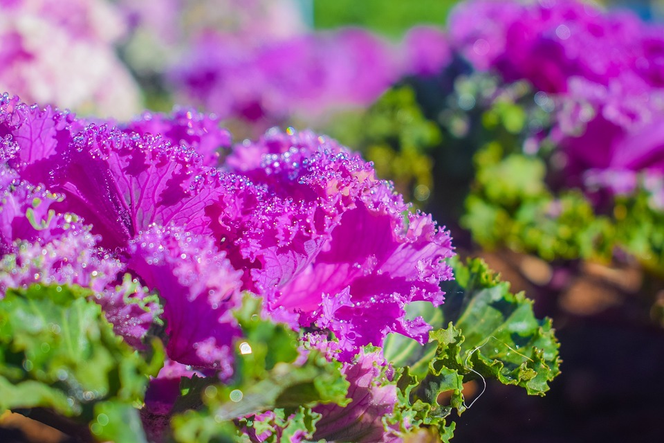 Kritik an Sparplänen der Ampel: Expertenmeinung zur anhaltenden Protestwelle der deutschen Landwirte