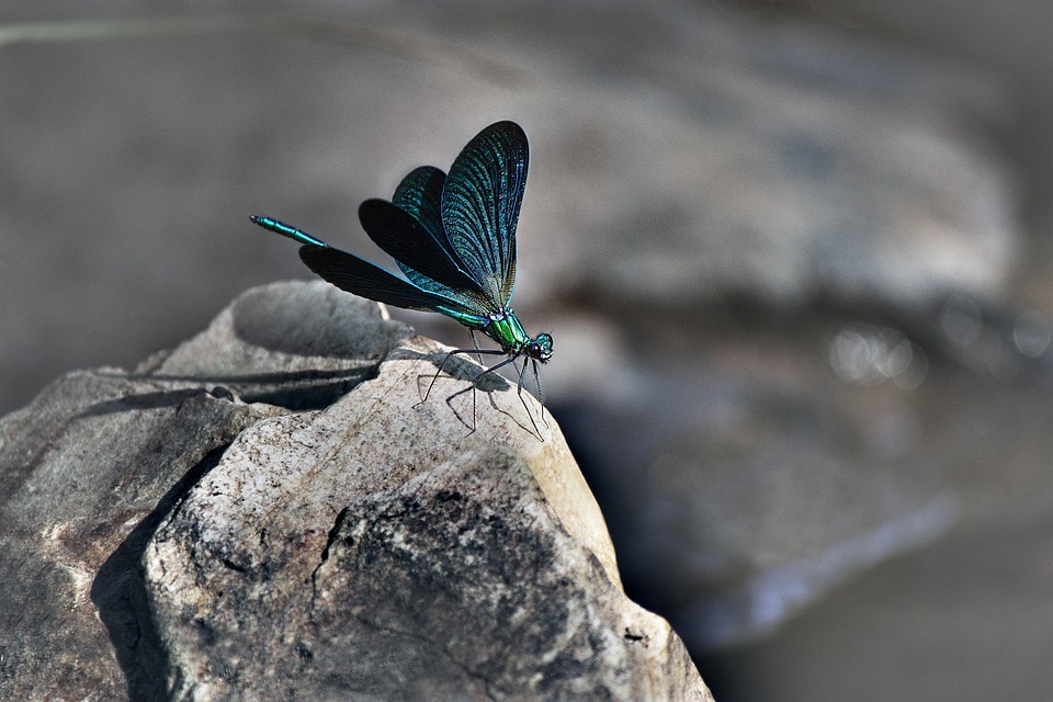 Schleswig-Holstein unterstützt Northvolt-Batteriefabrik mit 137 Millionen Euro