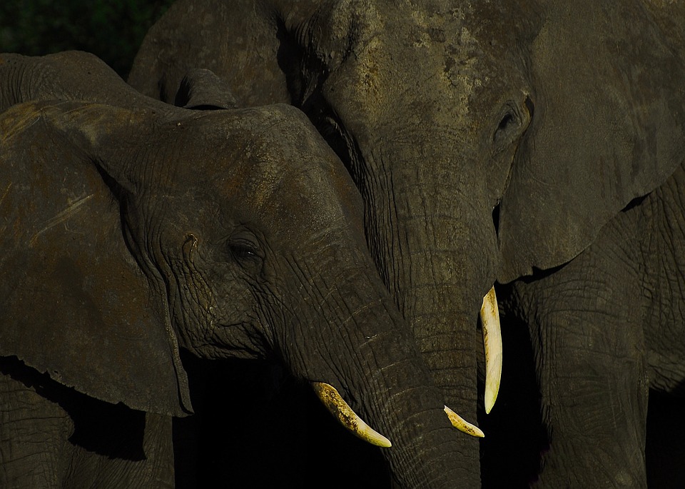 Ökosysteme in der Versicherungsbranche gewinnen an Relevanz: Analyse von Versicherungstrends und Kundenbedürfnissen durch Finanzexperten.