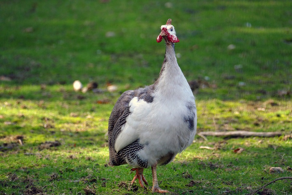 Finanzexpertin Lael Brainard wird Bidens Chefberaterin für Wirtschaftspolitik im Weißen Haus – was das für die US-Wirtschaft bedeutet.