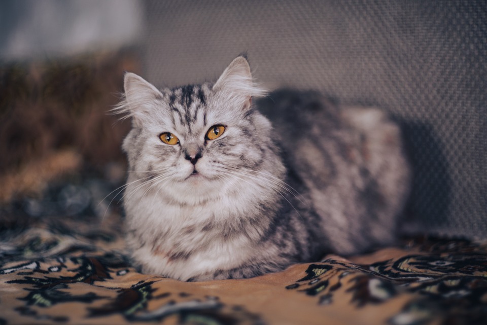 Die wichtigsten Finanz- und Umweltneuerungen 2024: Heizungsgesetz, CO₂-Preis, Solar-Anlagen, Gastronomie, Rente, Gesundheit, Einwegpfand und Digital Services Act.