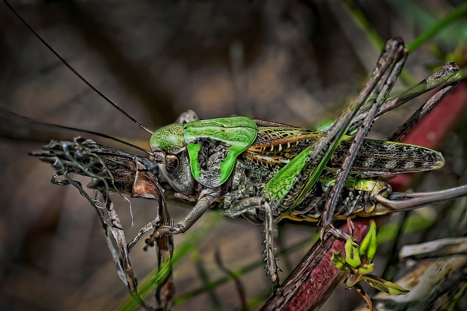 Nadelfreies InsuJet-Injektionsgerät: NuGen sichert sich Vertriebsvereinbarung mit Verrue Consulting Group in Belgien